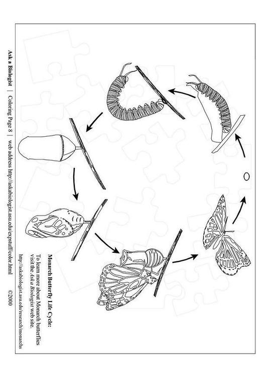 ciclo farfalla