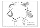 Disegno da colorare ciclo farfalla