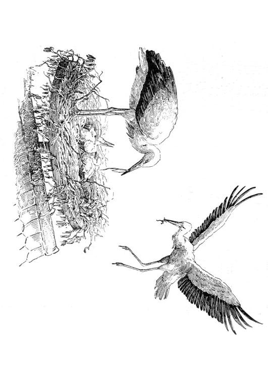cicogna sul nido
