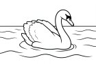 disegno-da-colorare cigno nell'acqua