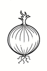 cipolla