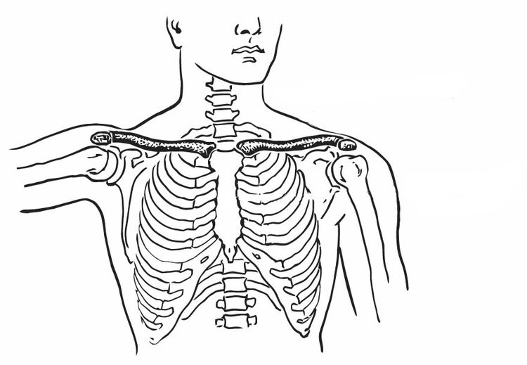 Disegno da colorare clavicola e sterno