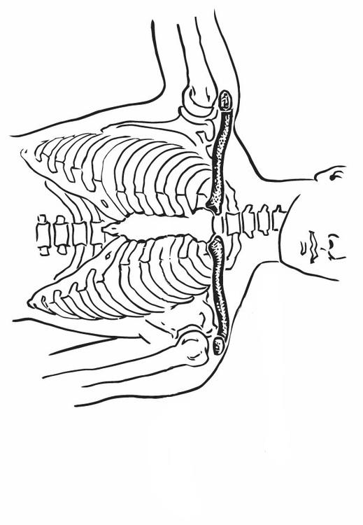 clavicola e sterno