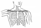 clavicola e sterno