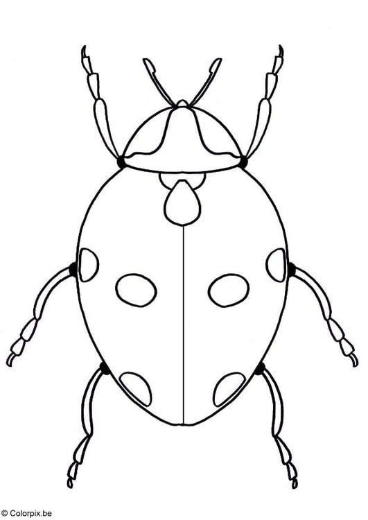 Disegno da colorare coccinella