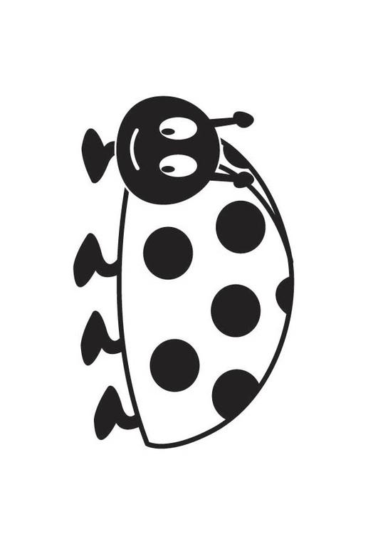 coccinella