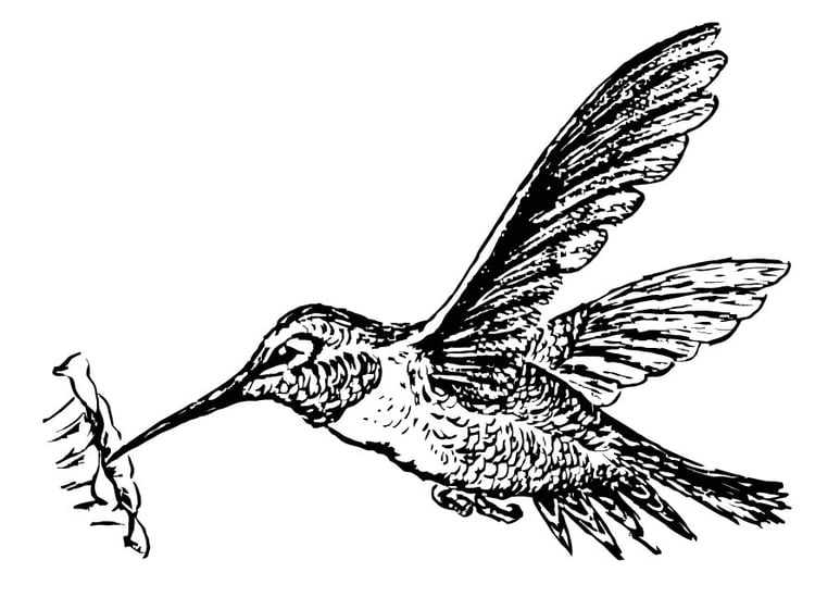 Disegno da colorare colibrÃ¬