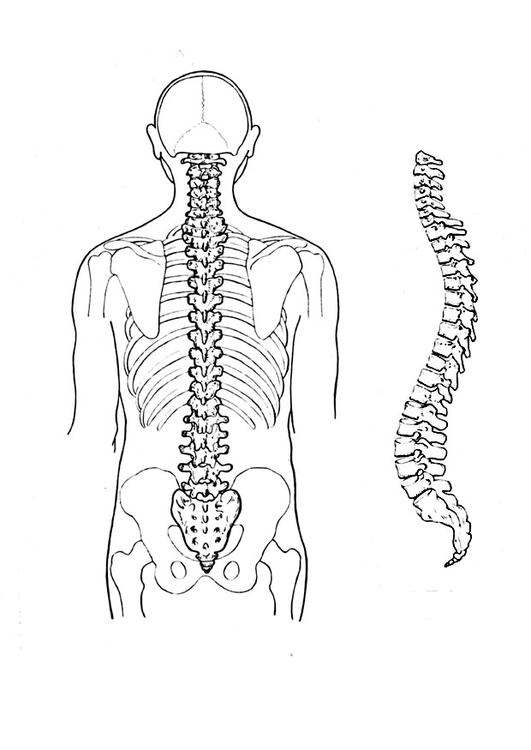 Disegno da colorare colonna vertebrale