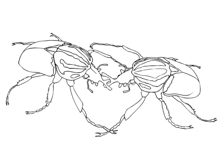 Disegno da colorare combattimento tra scarabei