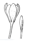 disegno-da-colorare crocus