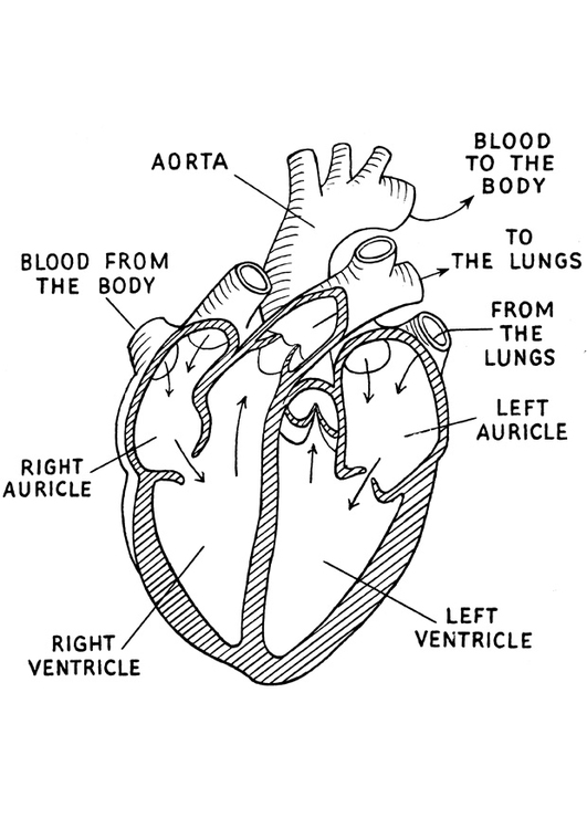 Disegno da colorare cuore