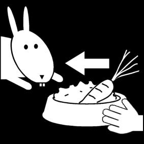dare da mangiare ai conigli