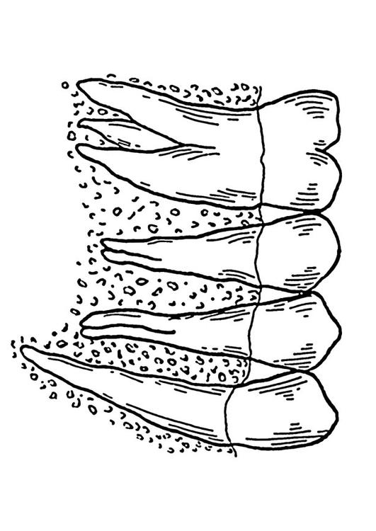 denti