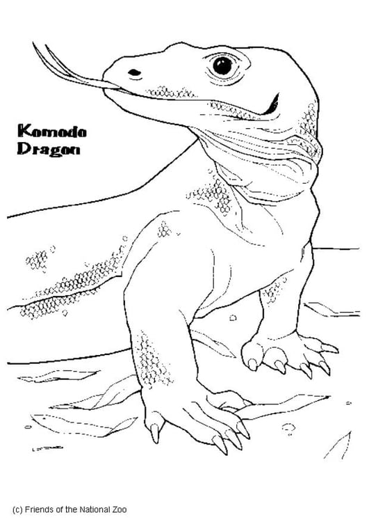 Disegno da colorare drago di Komodo