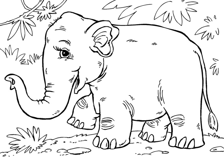 Disegno da colorare elefante asiatico