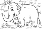 elefante asiatico