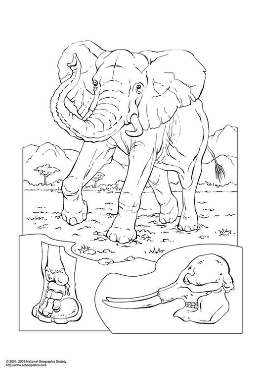 Disegno da colorare elefante