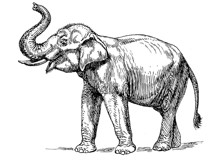 Disegno da colorare elefante indiano