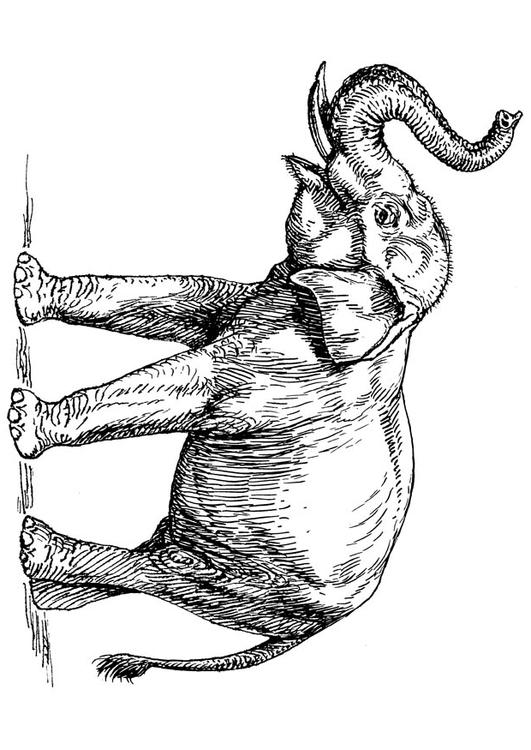 elefante indiano
