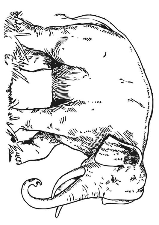 elefante