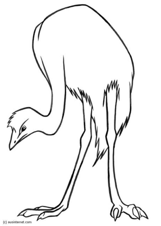 Disegno da colorare emu