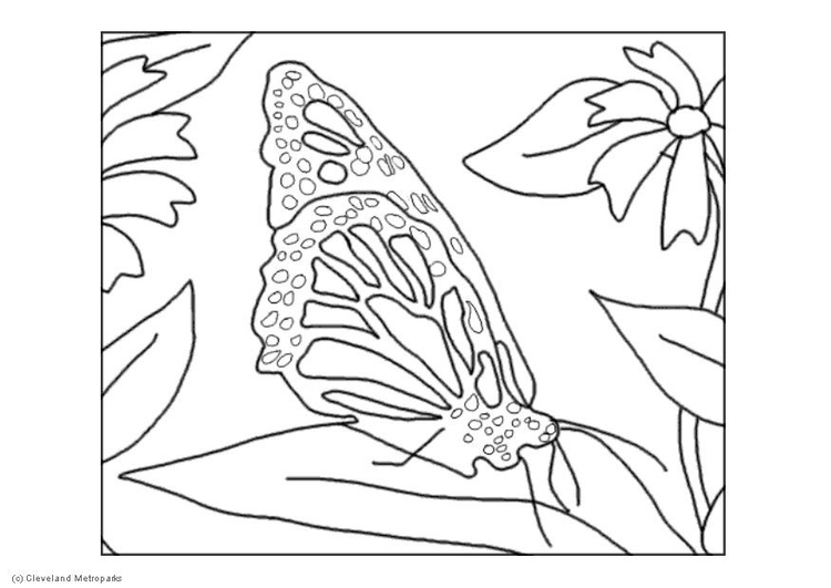 Disegno da colorare farfalla