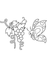 disegno-da-colorare farfalla nell'uva