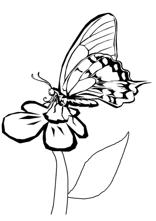 Disegno da colorare farfalla sul fiore