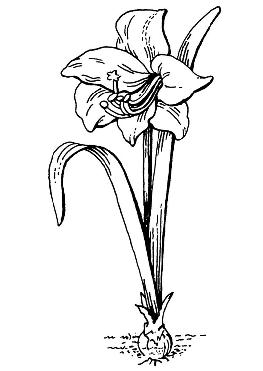 Disegno da colorare fiore - amaryllis
