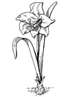 Disegni da colorare fiore - amaryllis