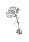 disegno-da-colorare fiore - garofano