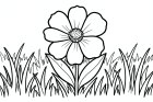 fiore in un prato