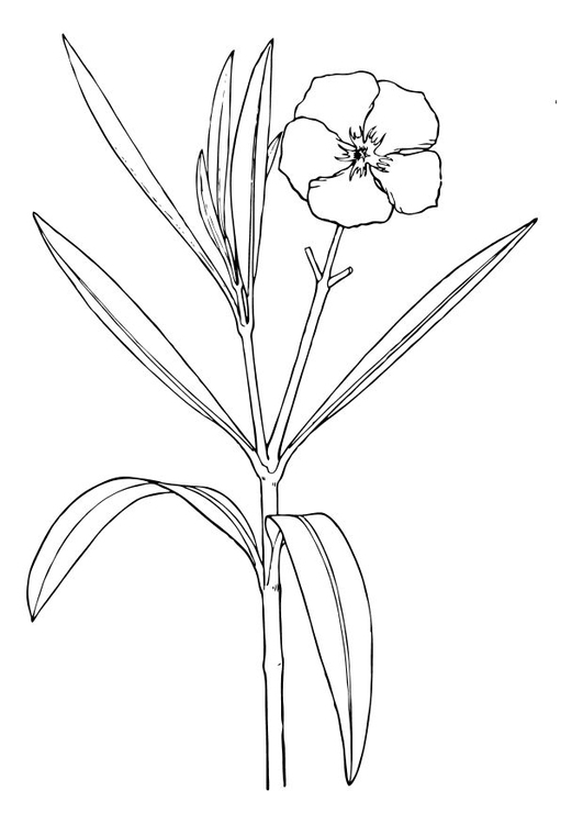Disegno da colorare fiore - oleandra