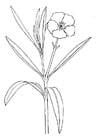fiore - oleandra