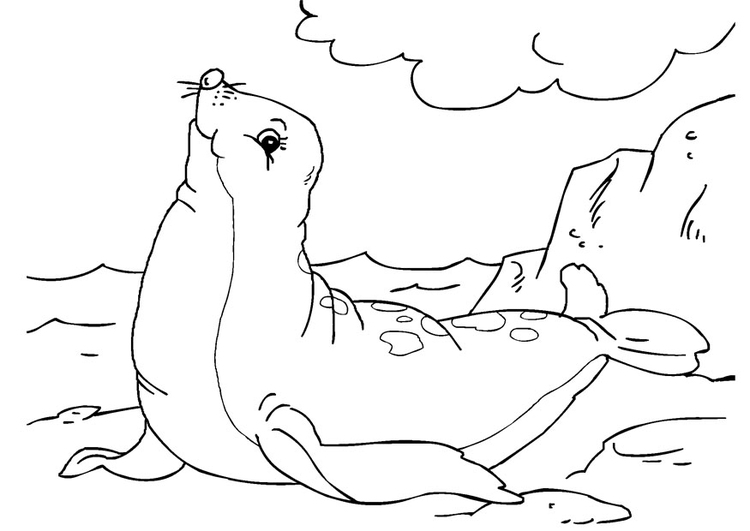 Disegno da colorare foca