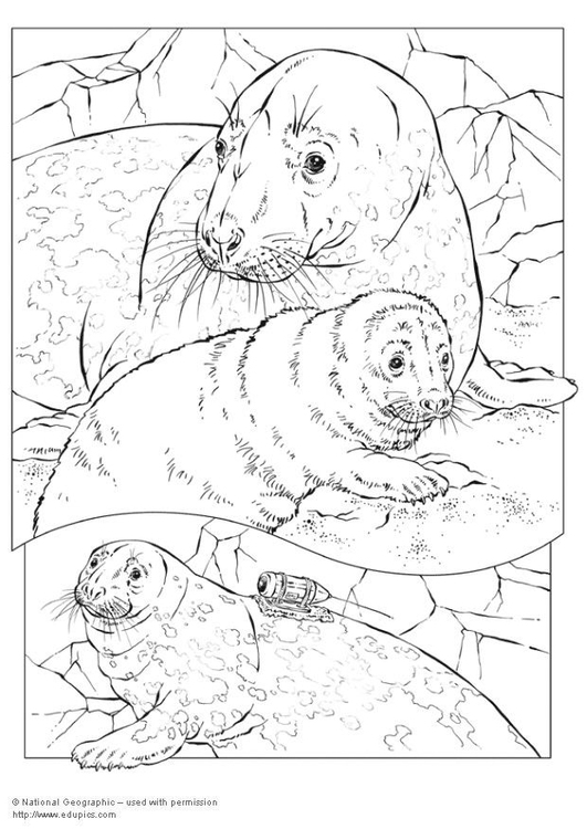 Disegno da colorare foca grigia