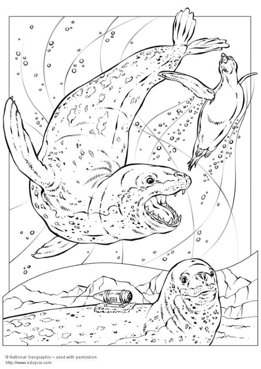Disegno da colorare foca leopardo