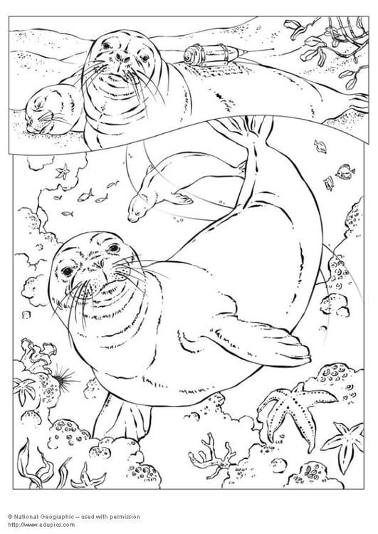 Disegno da colorare foca monaca