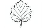 foglia