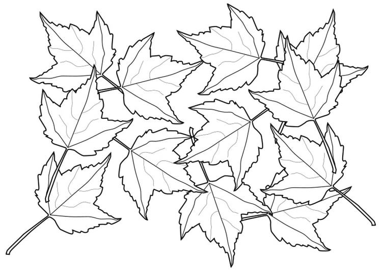 Disegno da colorare foglie