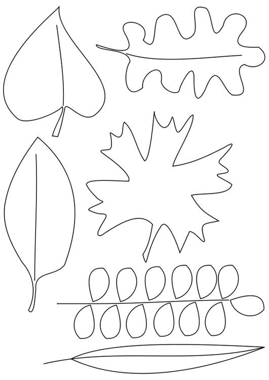 foglie