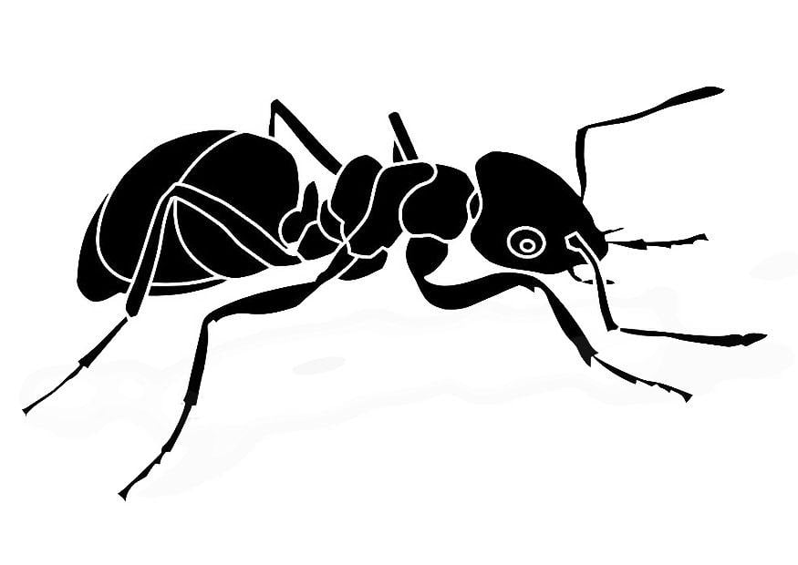 Disegno da colorare formica