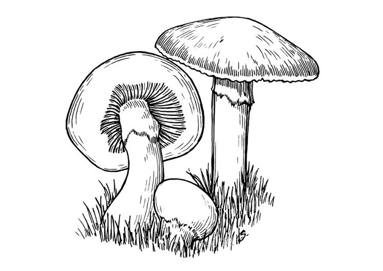 Disegno da colorare funghi