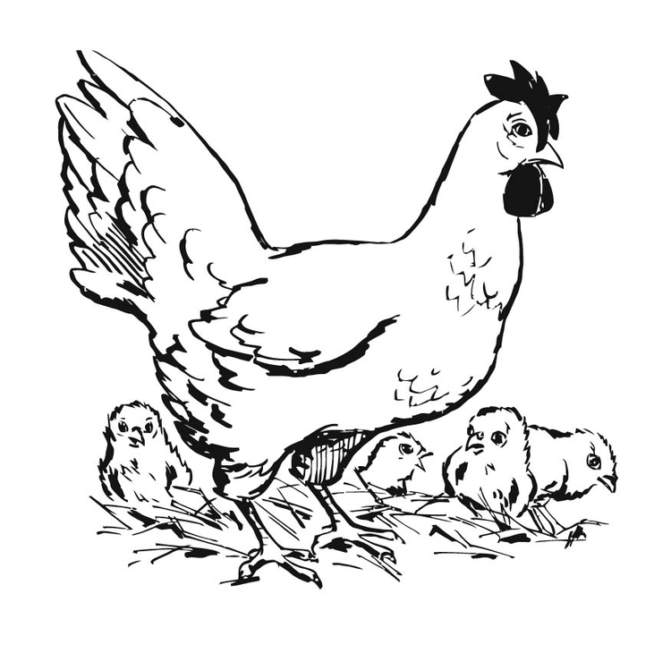 Disegno da colorare gallina con pulcini