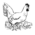 Disegno da colorare gallina con pulcini