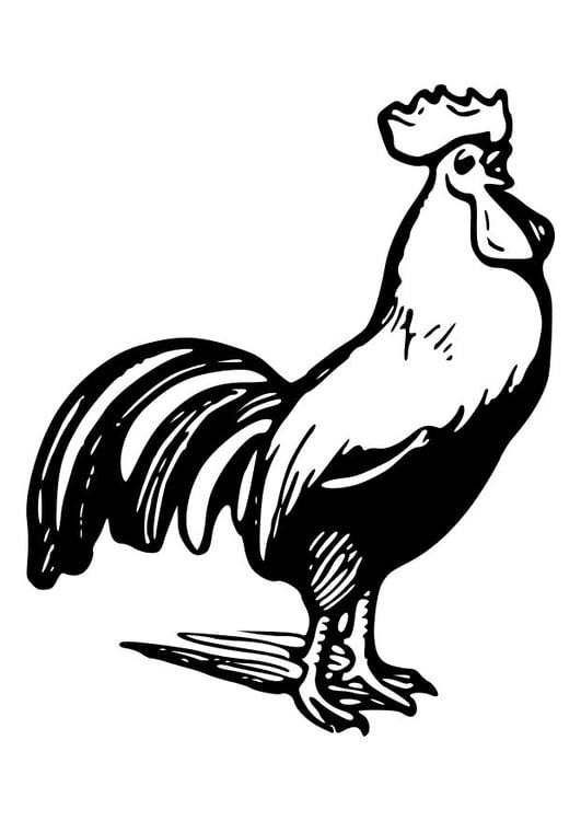 Disegno da colorare gallina