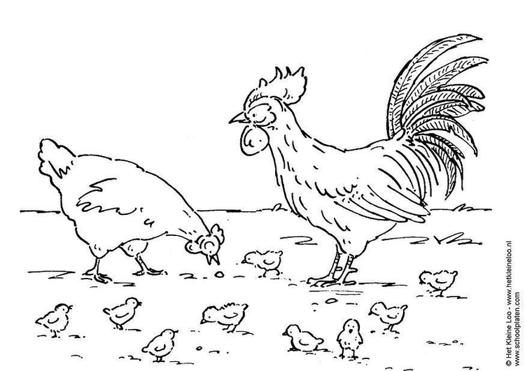 Disegno da colorare gallina, gallo e pulcini
