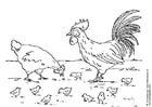 gallina, gallo e pulcini