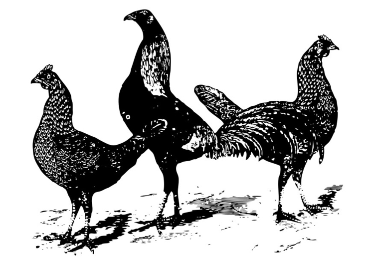 Disegno da colorare galline