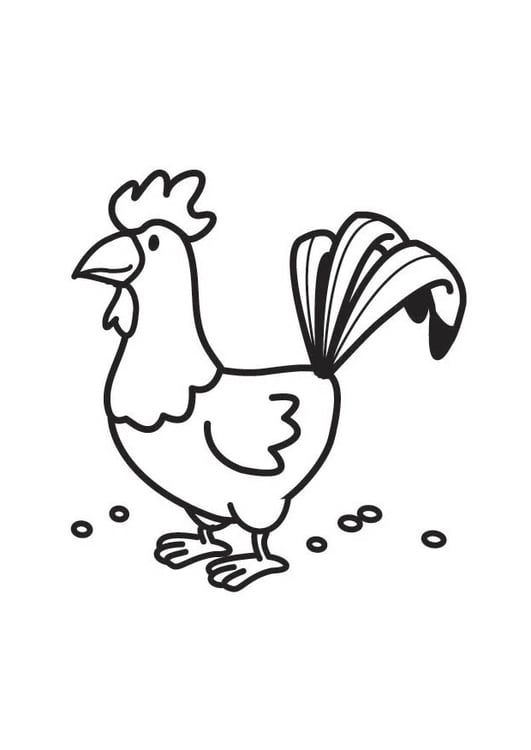 Disegno da colorare gallo